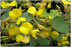 Atylosia albicans